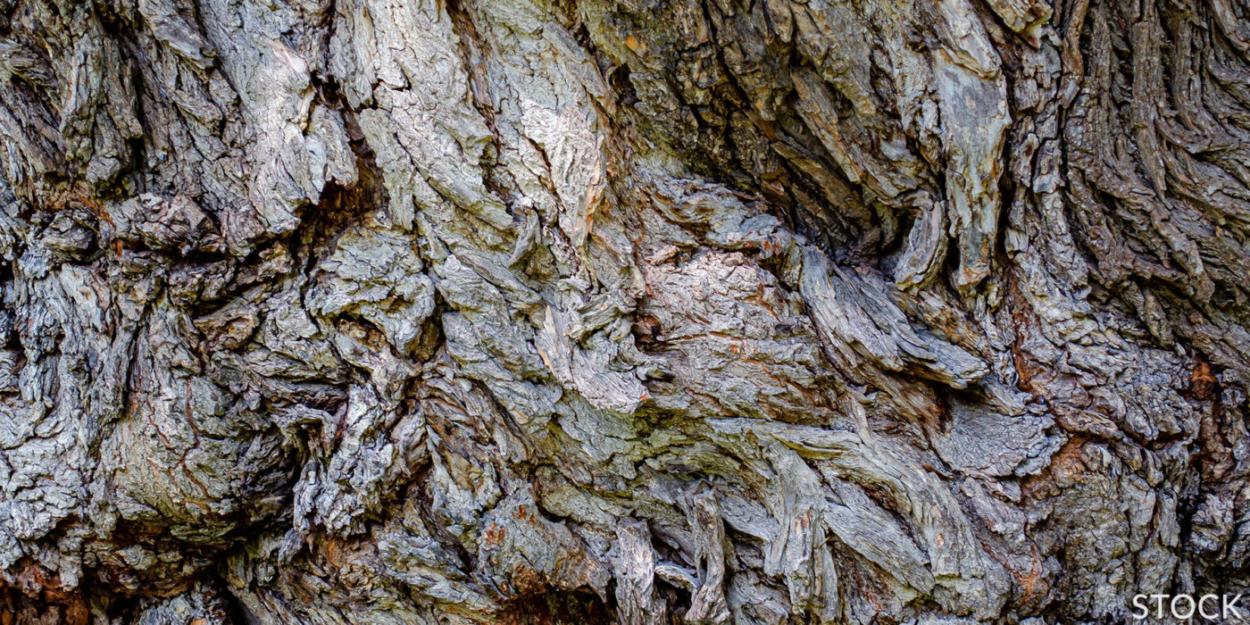 texture of tree trunk enhanced by angle of light